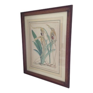 Antique Botanical Cypripedium Orchid Print For Sale
