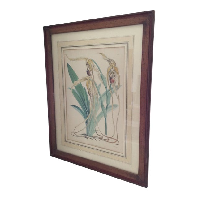 Antique Botanical Cypripedium Orchid Print For Sale