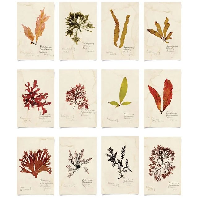 Capistrano Seaweed, Small, Unframed Artwork - Set Of 12 For Sale - Image 13 of 13