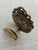 1900 - 1909 Antique Louis XVI French Cast Brass Wall Coat Hook Neoclassical Urn Ribbons For Sale - Image 5 of 8