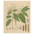 Laurus Cinnamomum and Cassia, 1800s, Paper For Sale - Image 10 of 10