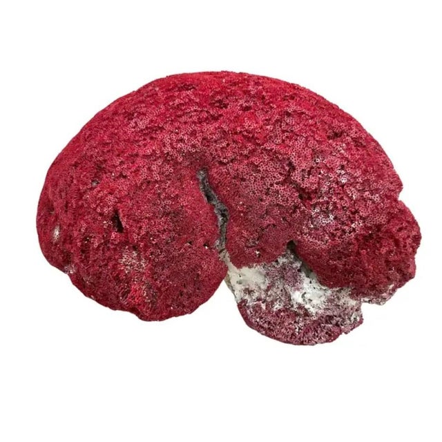 Shell Massive Natural Red Pipe Coral Specimen #4 For Sale - Image 7 of 10