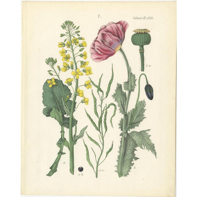 Black Calwer, Botanical Plates of Technical Plants, 1854, Prints, Set of 12 For Sale - Image 8 of 15
