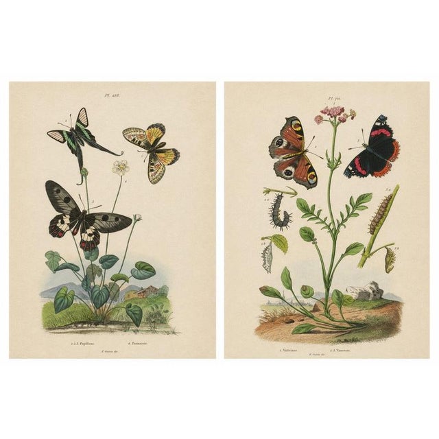 E. Guérin, Butterfly with Caterpillars, 1835, Engraving, Set of 2 For Sale - Image 11 of 11