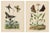 E. Guérin, Butterfly with Caterpillars, 1835, Engraving, Set of 2 For Sale - Image 11 of 11