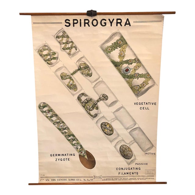 Mid 20th Century Educational Botanical Spirogyra Biology Chart by New York Scientific Supply Co. For Sale