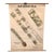 Mid 20th Century Educational Botanical Spirogyra Biology Chart by New York Scientific Supply Co. For Sale