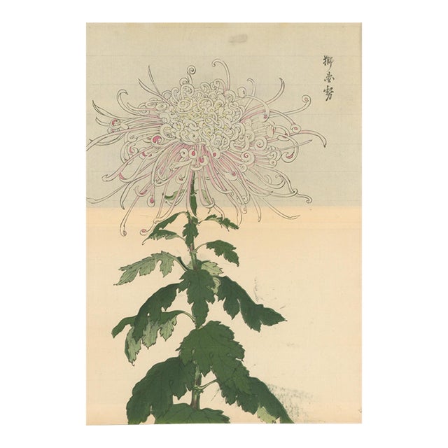 Hasegawa Keika – Pink and White Chrysanthemum –1893 – Japanese Woodblock Print For Sale