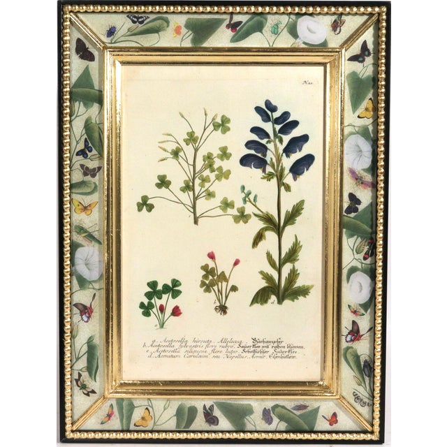 Set of Twelve Botanical Engravings by Johann Weinmann, Circa 1737–1745 For Sale - Image 14 of 16