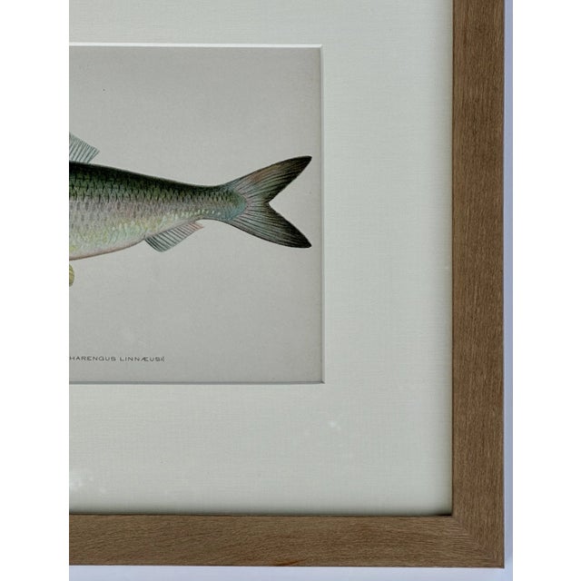 Nautical 20th Century Sea Herring Print, Framed For Sale - Image 3 of 4