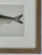 Nautical 20th Century Sea Herring Print, Framed For Sale - Image 3 of 4