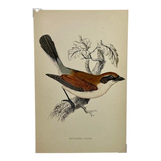 Antique Hand Tinted Bird Print From England Featuring a Red-Backed Shrike - Circa 1880 For Sale