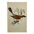 Antique Hand Tinted Bird Print From England Featuring a Red-Backed Shrike - Circa 1880 For Sale