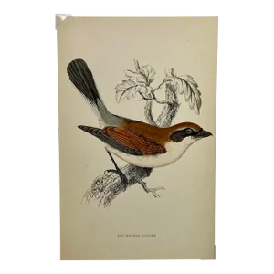 Antique Hand Tinted Bird Print From England Featuring a Red-Backed Shrike - Circa 1880