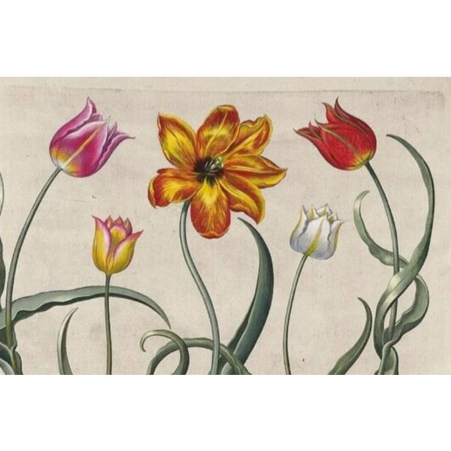 Art print Oppenheimer Editions Tulips Basil Besler plate 69 1/300 Art print 2006 of Basilis Besler’s tulips reprinted by...
