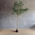 Realistic Bottle Tree 8′ For Sale - Image 9 of 9