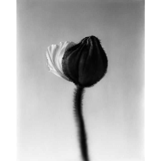 Poppy Bud captures a quiet, transitional moment in nature—the fragile opening of a poppy bud. The tightly closed bud, with...