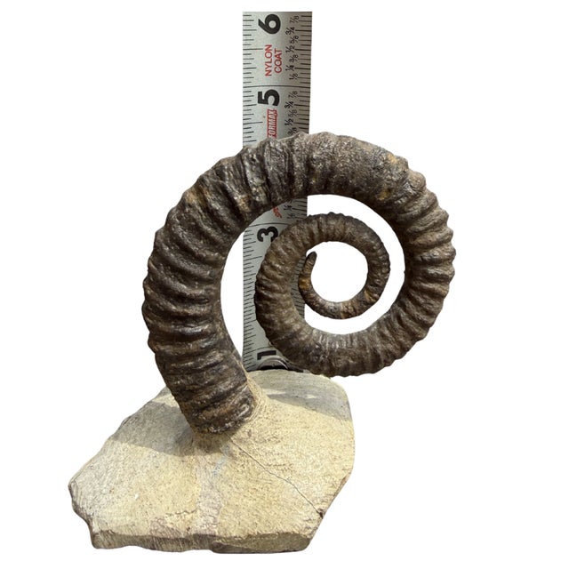 Brown 15th Century Large Spiral Ammonite Fossil Ram Horn Style Display Specimen on Matrix For Sale - Image 8 of 9