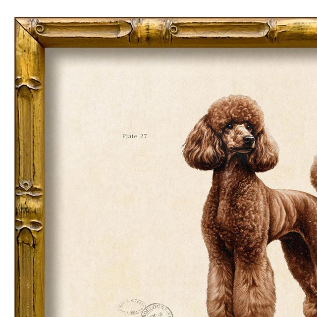 Various Artists Reproduction Art Print of Vintage "World of Dogs" Illustration (Brown Poodle), Framed For Sale - Image 4 of 4