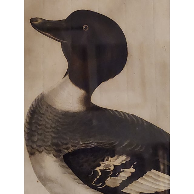 Brown 18th Century Set of Three Duck Engraving Prints From the Nederlandsche Vogelen (Dutch Birds) For Sale - Image 8 of 12