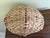 Antique American Splint Oak Basket With Handled Form, Early 20th Century For Sale - Image 11 of 11