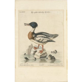 George Edwards, The Red-Breasted Merganser, Hand-Colored Engraving, 1770 For Sale