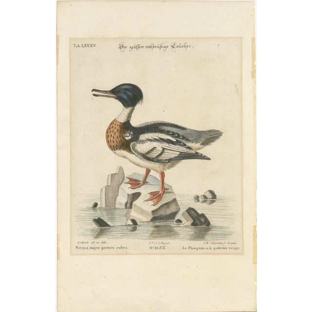 George Edwards, The Red-Breasted Merganser, Hand-Colored Engraving, 1770 For Sale