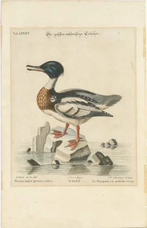 George Edwards, The Red-Breasted Merganser, Hand-Colored Engraving, 1770
