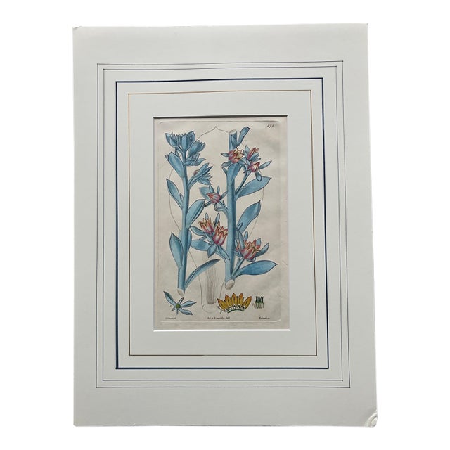 19th.century Robert Sweet Botanical Print With Flower Description Page Attached to Back. It Is an Hand Colored Engraving. For Sale