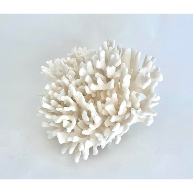 Late 20th Century Extraordinary Natural Pacific Elkhorn Coral Specimen For Sale - Image 5 of 9