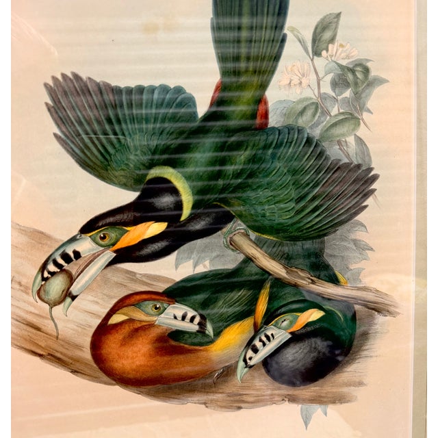 A striking ornithological print by John Gould depicting Selenidera maculirostris, the beautifully colored Spot-billed...