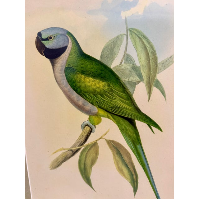 English John Gould Hand-Colored Lithograph, Earl of Derby’s Parakeet For Sale - Image 3 of 7