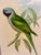 English John Gould Hand-Colored Lithograph, Earl of Derby’s Parakeet For Sale - Image 3 of 7