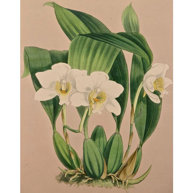 Realism Orchids" Framed 19th C. Hand-Colored Engraving of "Lycaste Harrisoniae" by Fitch, 1882 For Sale - Image 3 of 7