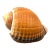 Vintage Large Tun Ocean Snail Shell Seashell For Sale
