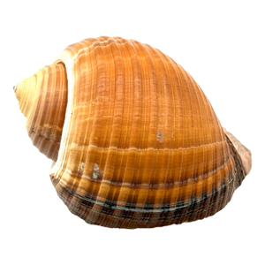 Vintage Large Tun Ocean Snail Shell Seashell