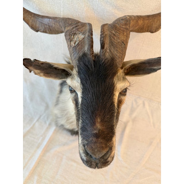 Black Black Catalina Goat Taxidermy Shoulder Mount For Sale - Image 8 of 9