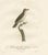 The Black-Whiskered Vireo An 1807 Large Hand-Colored Ornithological Print For Sale