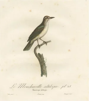 The Black-Whiskered Vireo An 1807 Large Hand-Colored Ornithological Print