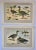 1907 French Photogravure Print of Brant Geese - For Sale - Image 9 of 10