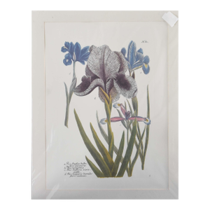 1990s Iris Susiana and Varieties: Botanical Lithograph Reproduction