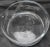 Traditional Etched Horses on a Clear Glass Serving Bowl For Sale - Image 3 of 7