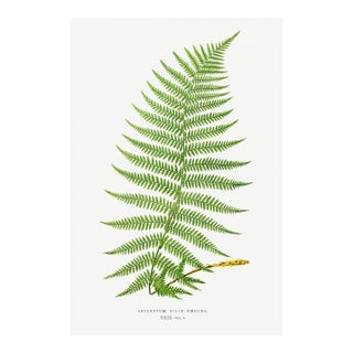 Fern Botanical Art Print – Feathery Green Frond Illustration, 16" X 24" For Sale