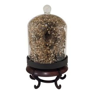 Cabinet of Curiosities Glass Cloche With Bird’s Nest Wrapped in Dried Gypsophila on Decorative Asian Wooden Stand For Sale
