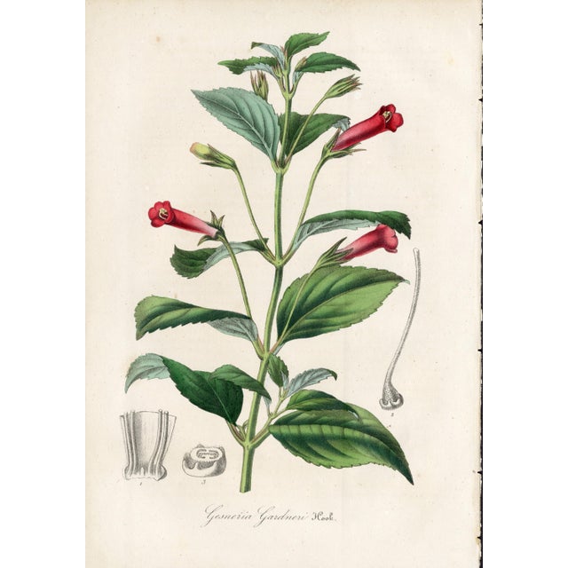14 Van Houtte Botanicals! Hand Color c.1853 Set A For Sale In Milwaukee - Image 6 of 15