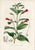 14 Van Houtte Botanicals! Hand Color c.1853 Set A For Sale In Milwaukee - Image 6 of 15