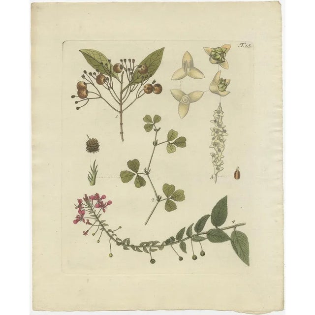 Set of four antique prints illustrating various plants. These prints originate from 'Collectanea Austriaca' by N.J....