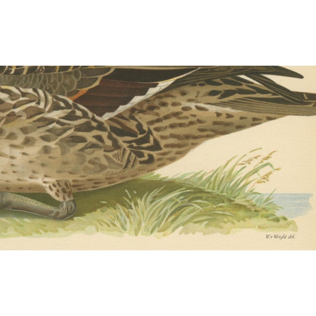 1920s Vintage Pintail Duck Lithograph of Northern Pintail Anas Acuta, Sweden, 1929 For Sale - Image 5 of 9