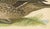 1920s Vintage Pintail Duck Lithograph of Northern Pintail Anas Acuta, Sweden, 1929 For Sale - Image 5 of 9