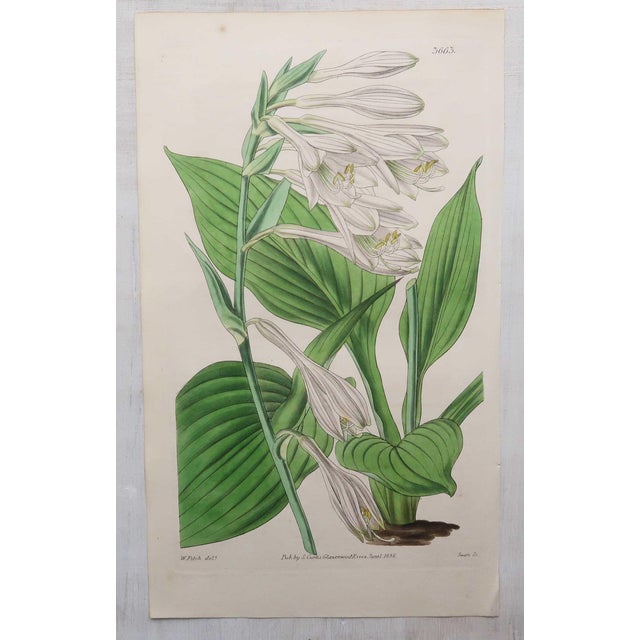 After William Fitch, Botanical Illustrations, 1838, Engravings, Set of 12 For Sale - Image 10 of 14